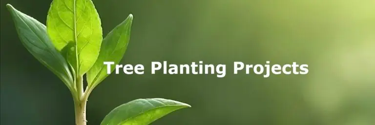 Tree planting carbon offset