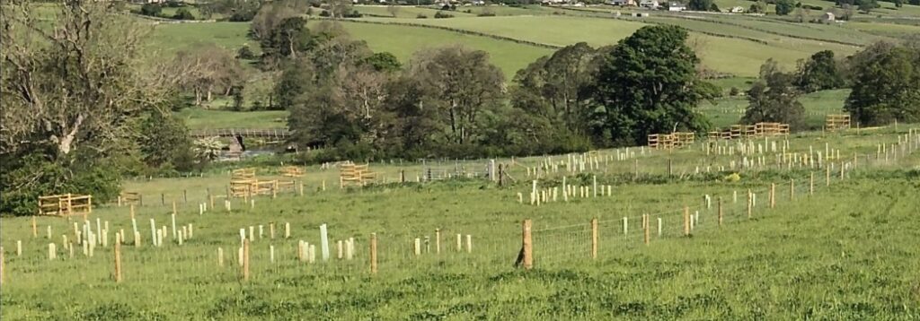 Lowther Tree planting