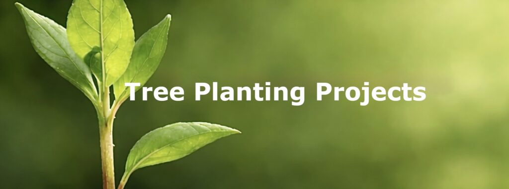 Tree planting carbon offset